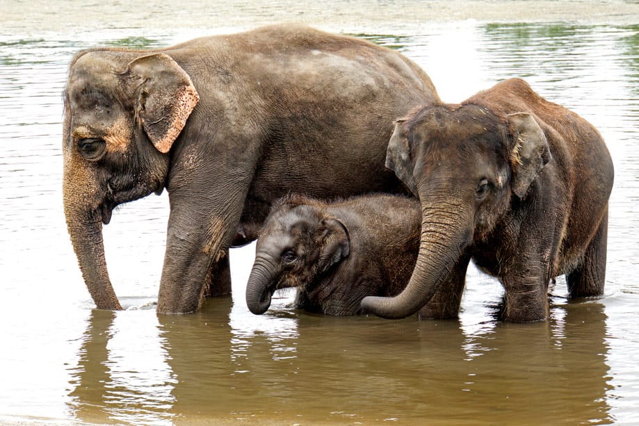elefante Elefantes Tailandia