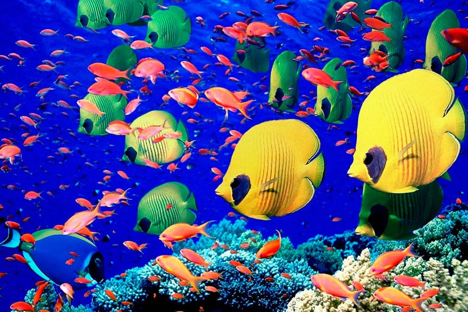bucen_en_koh_tao buceo en koh tao