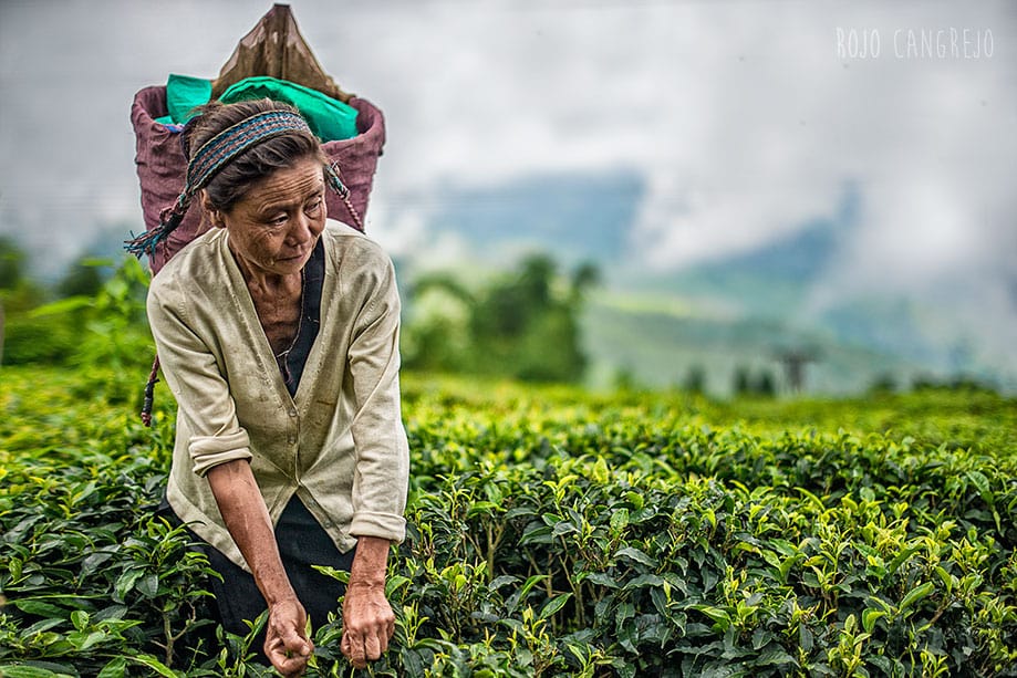 darjeeling cómo llegar darjeeling cómo llegar
