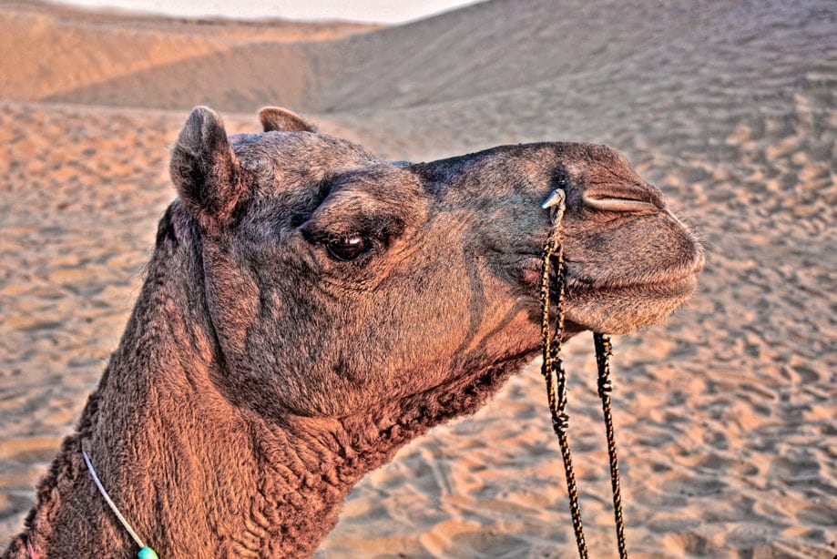 que-ver-en-jaisalmer qué ver en Jaisalmer