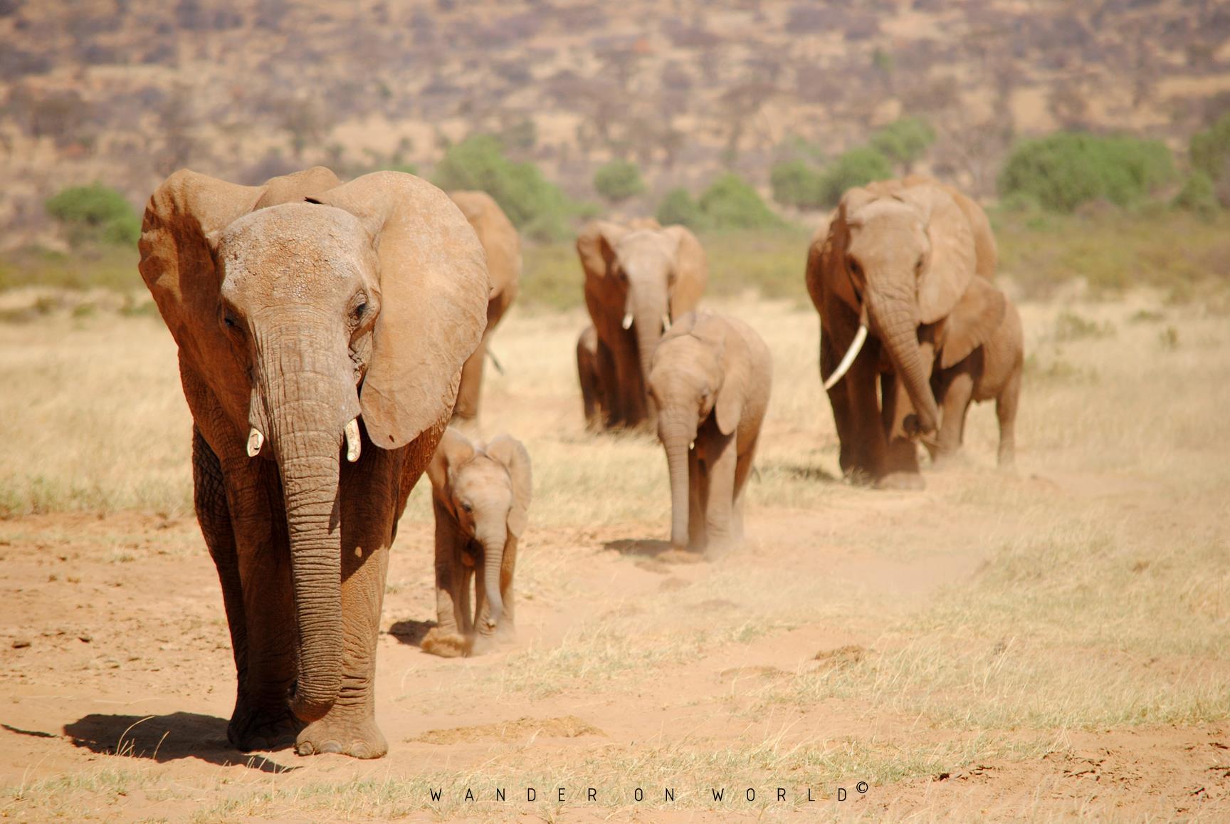 elefante-samburu-kenya-1 wander on world
