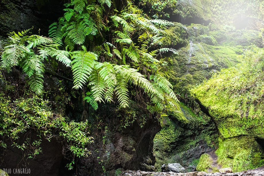 bosque-tilos laurisilva
