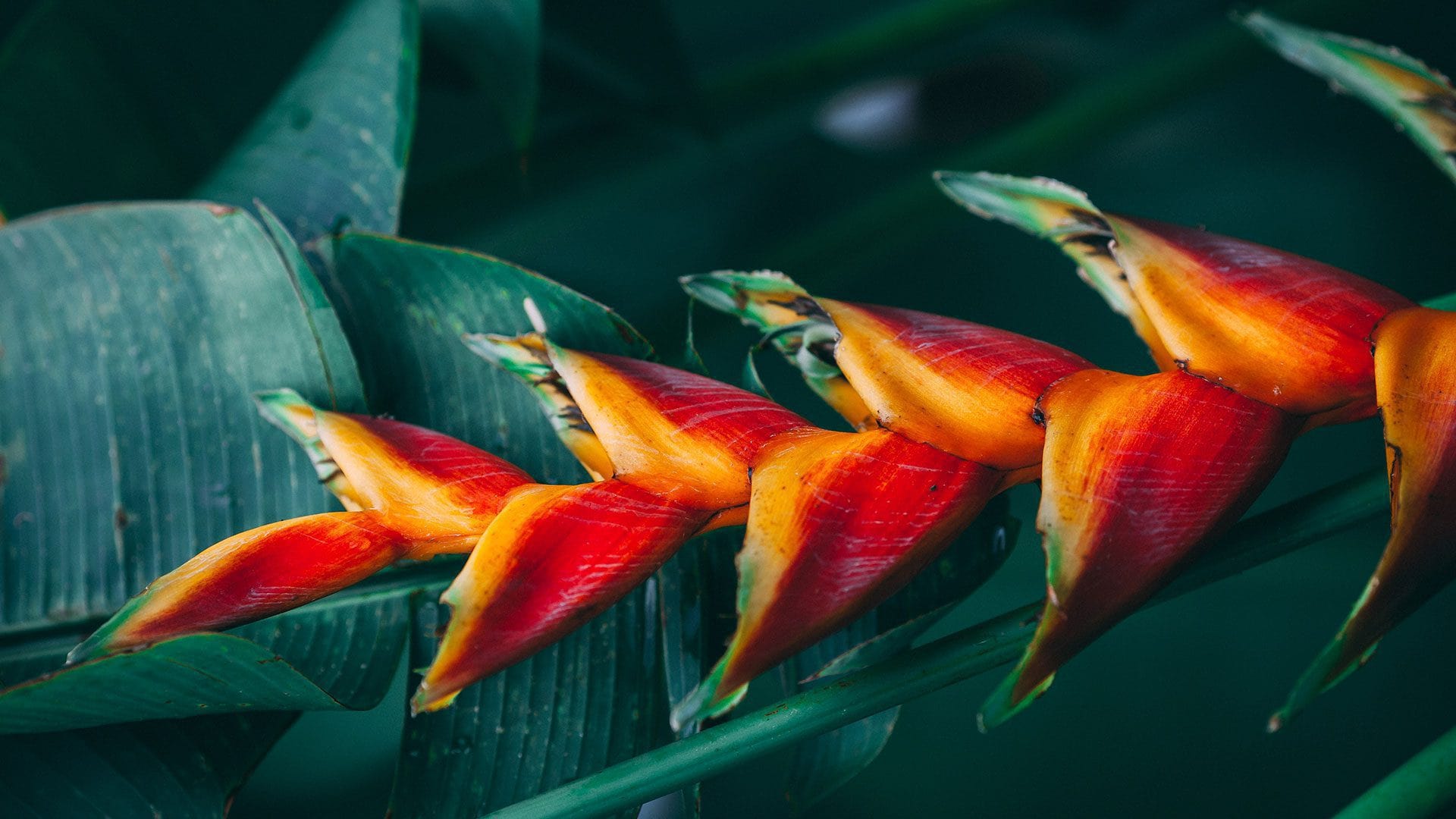 jamaica_bg