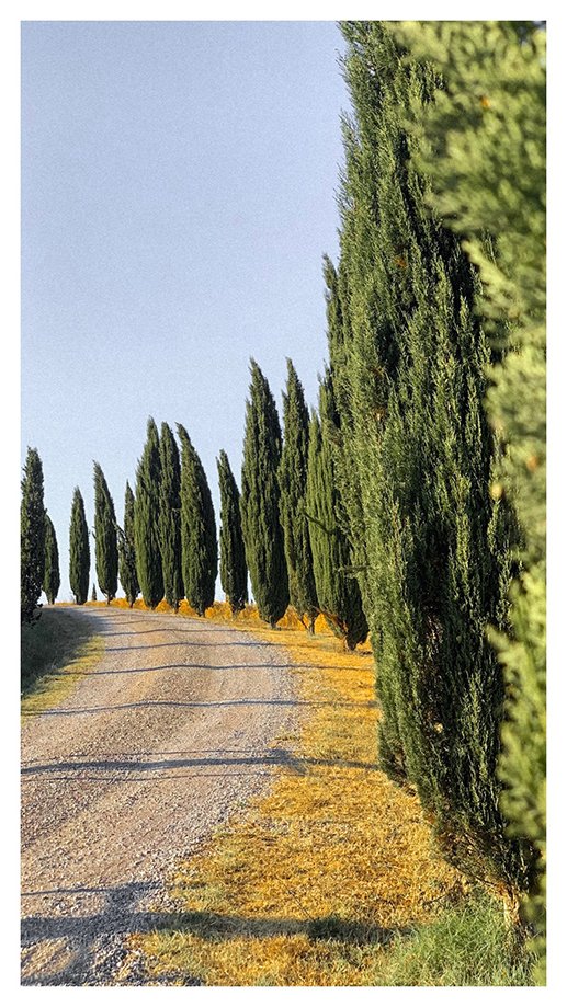 carretera-cipreses-toscana carretera cipreses toscana | Rojo Cangrejo Blog de Viajes