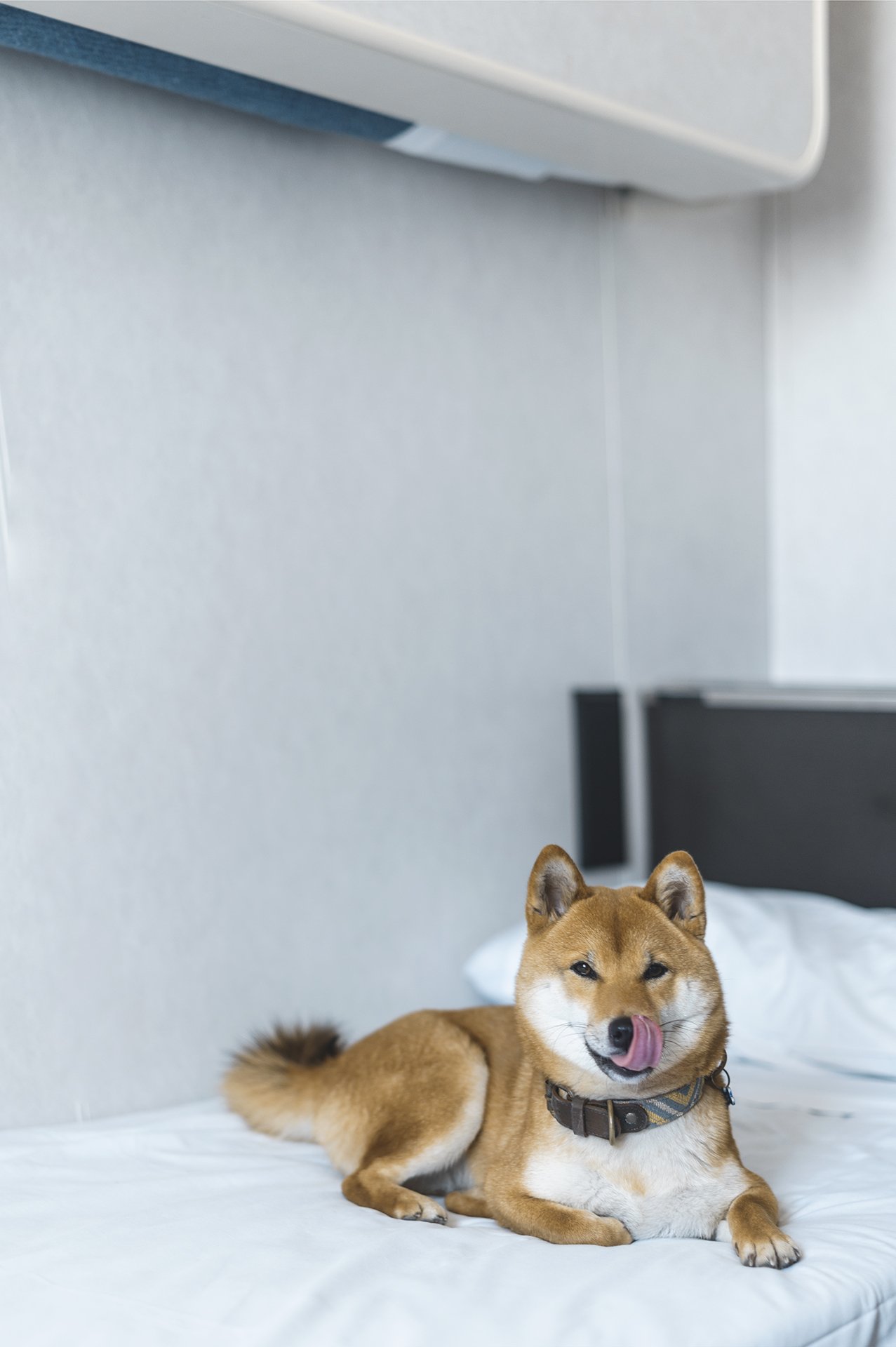 viajar con perro a Mallorca